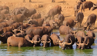 2 Days Tsavo East Safari